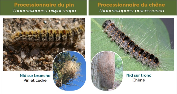 Plateforme-processionnaires_verso